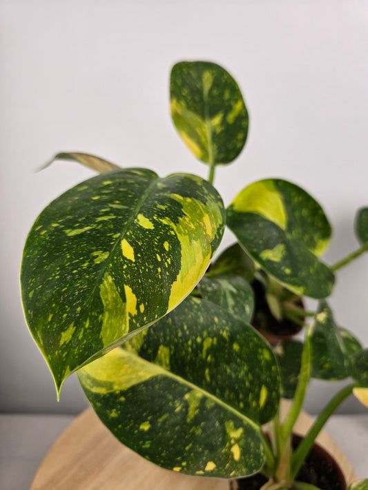 Philodendron Green Congo variegata