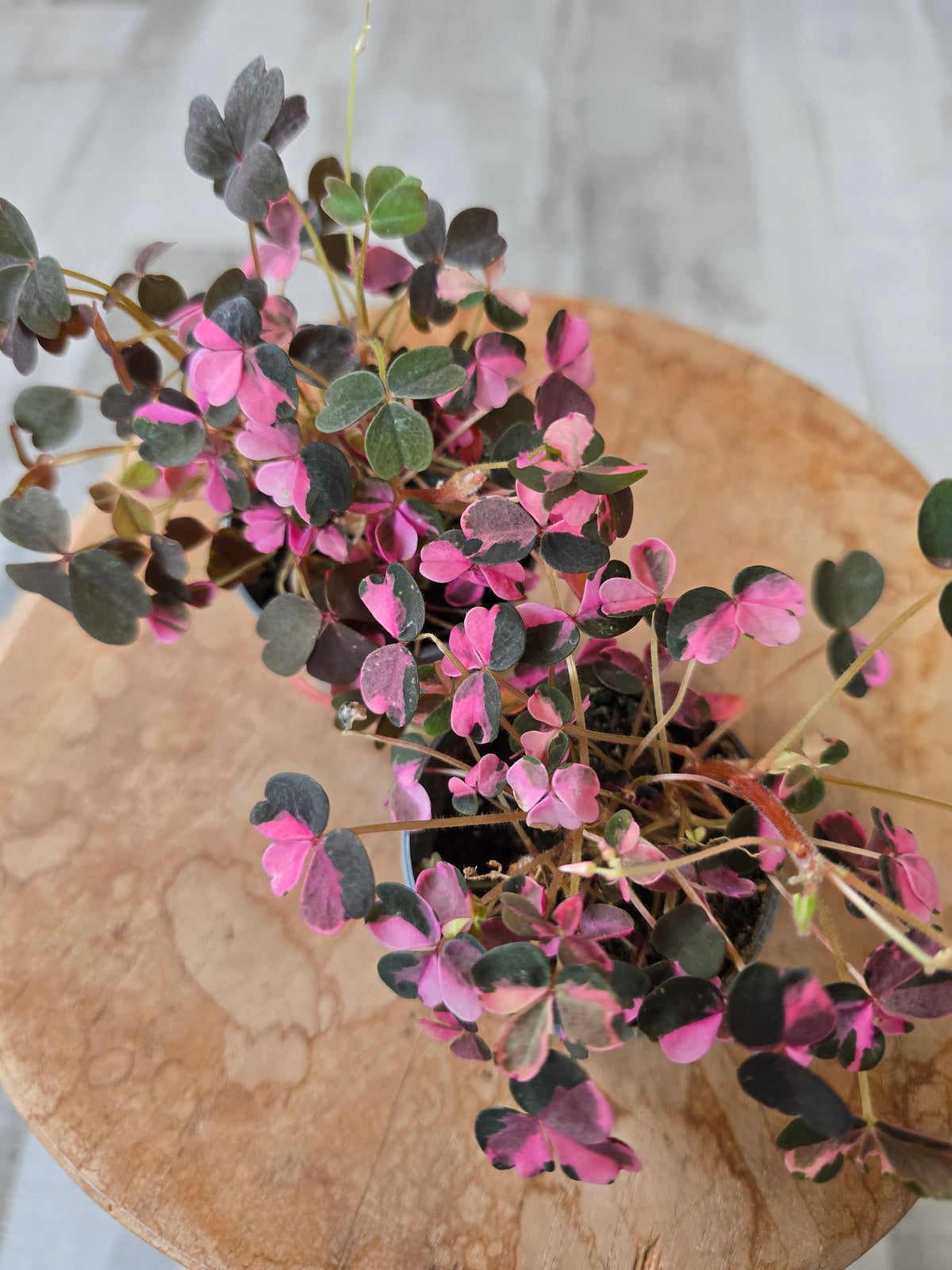 Oxalis vulcanicola 'Plum Crazy'