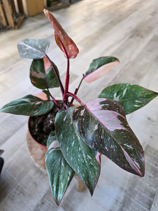 Philodendron Pink Princess Marble