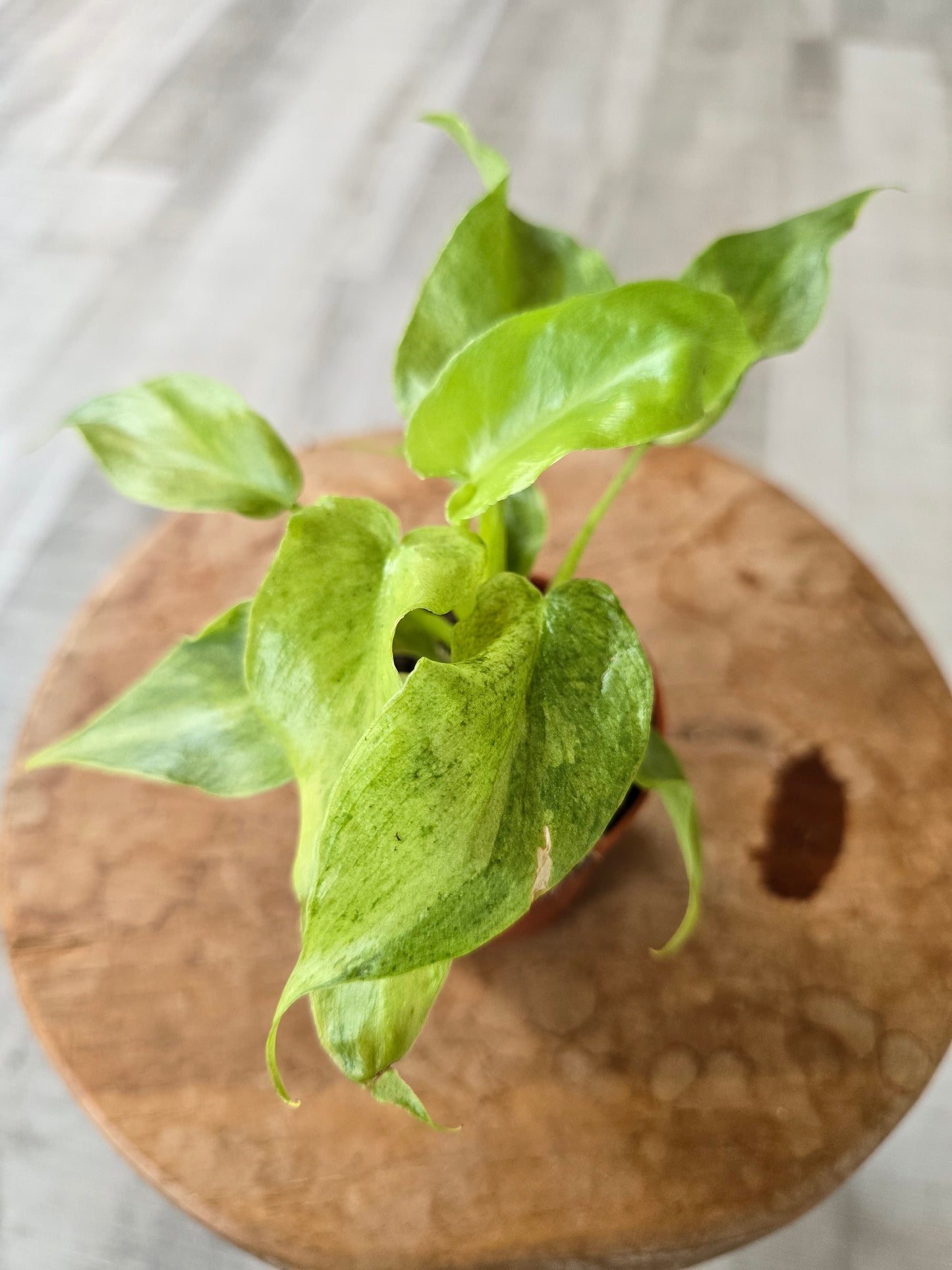 Philodendron Bob Cee 'mint variegata'