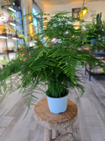 Asparagus setaceus