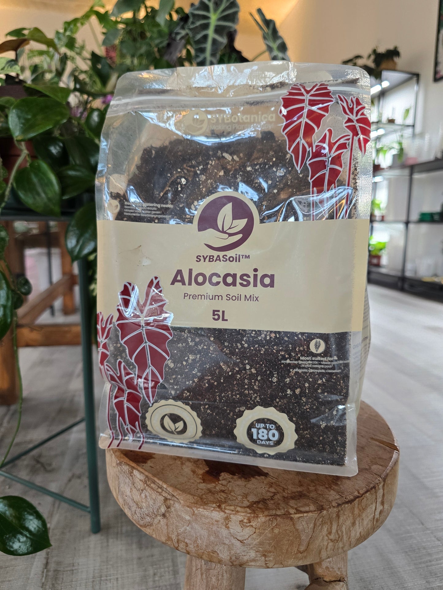 Alocasia Mix