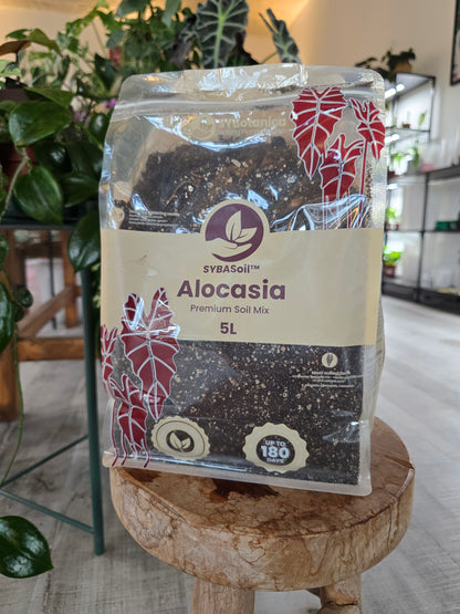 Alocasia Mix