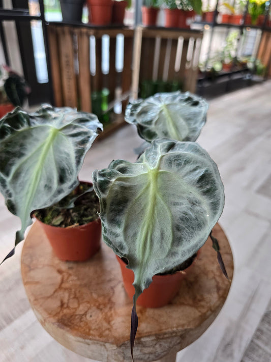 Alocasia Venom
