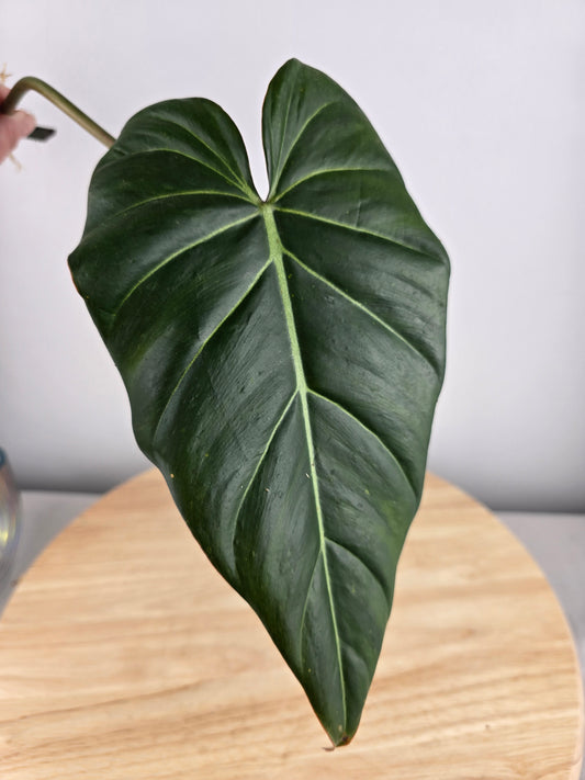 Philodendron Gloriosum x Maximum