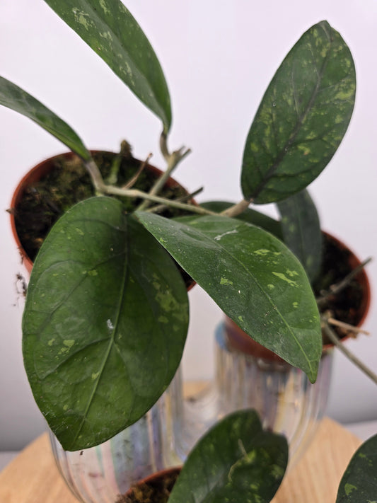 Hoya sp. Aceh