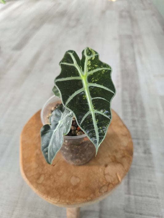 Alocasia Polly variegata (low variegated P2)