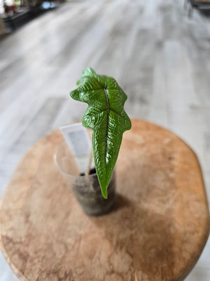 Alocasia Jacklyn (JP)