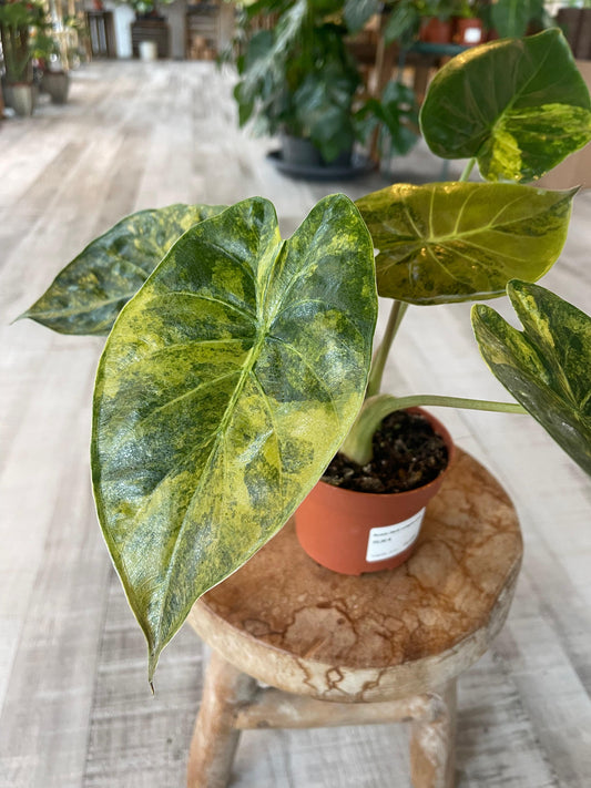 Alocasia wentii 'Aurea'