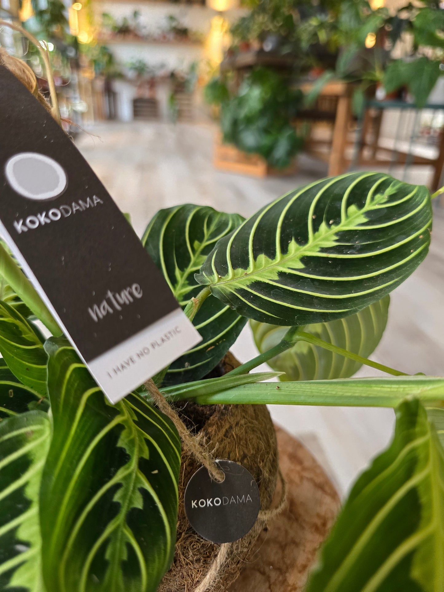 Maranta leuconeura 'Lemon Lime'
