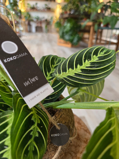 Maranta leuconeura 'Lemon Lime'