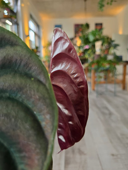 Alocasia Cuprea Red Secret