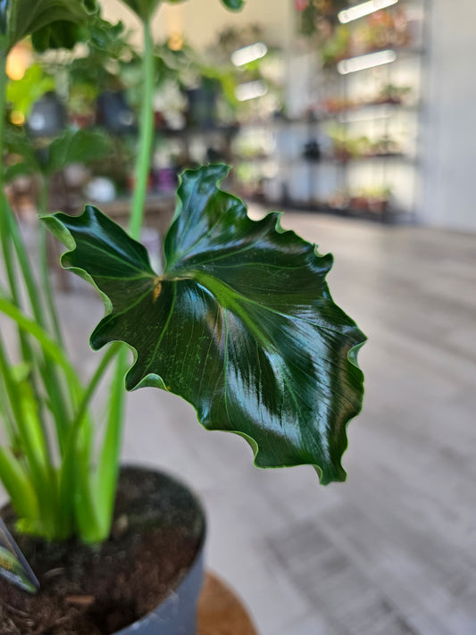 Philodendron Atlantis