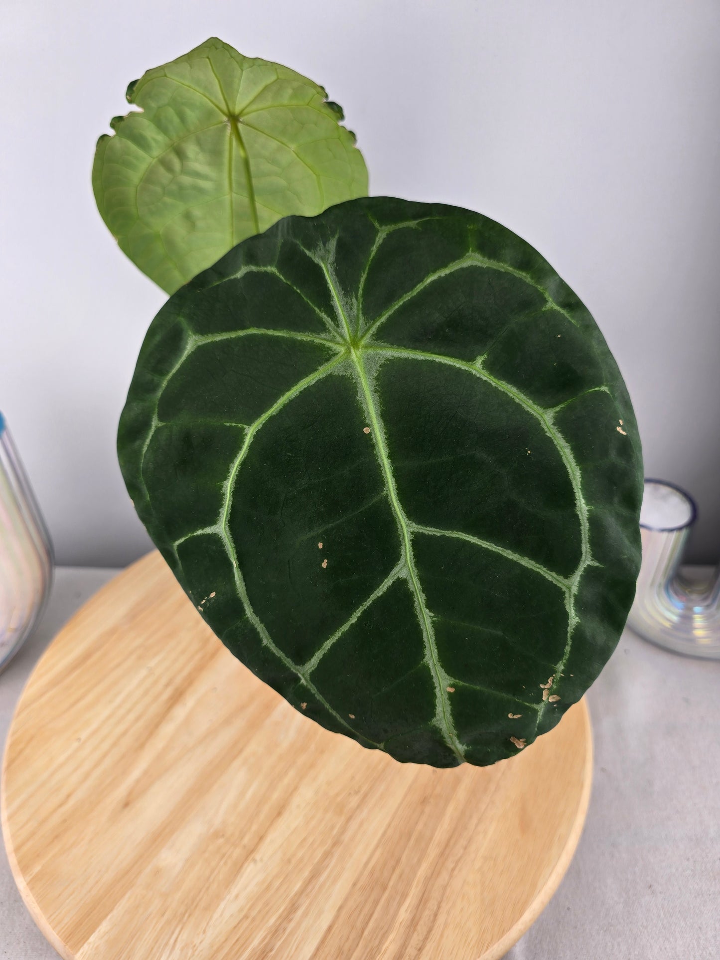 Anthurium forgetii x nigrolaminum gigi