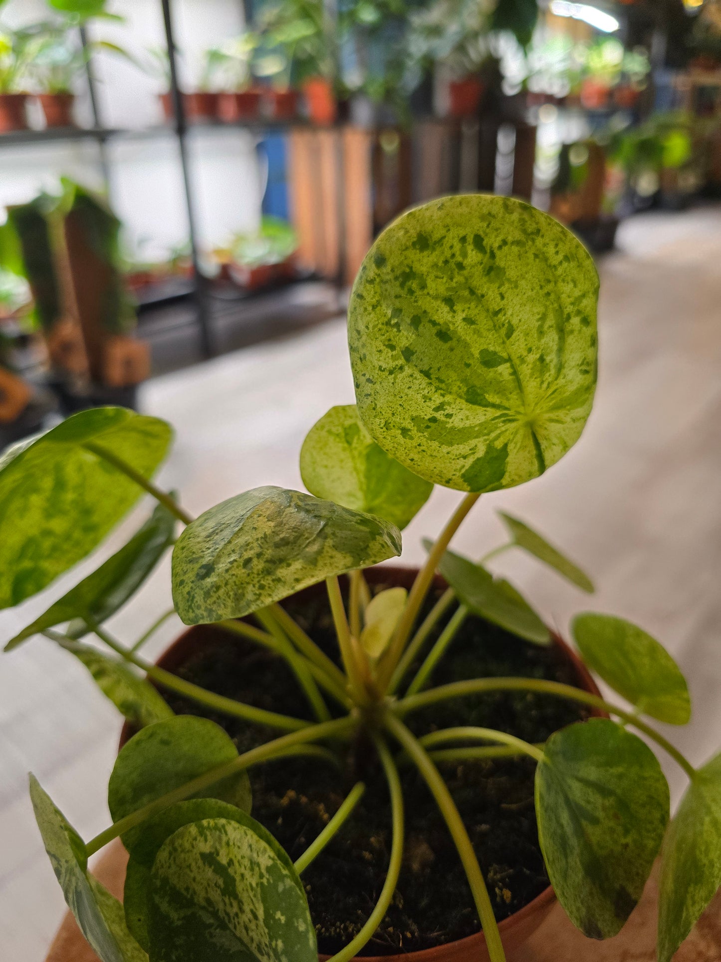 Pilea peperomioides 'Mojito'