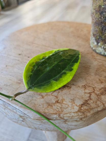 Hoya Macrophylla variegata (JP)