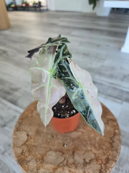 Alocasia Polly 'pink variegata'