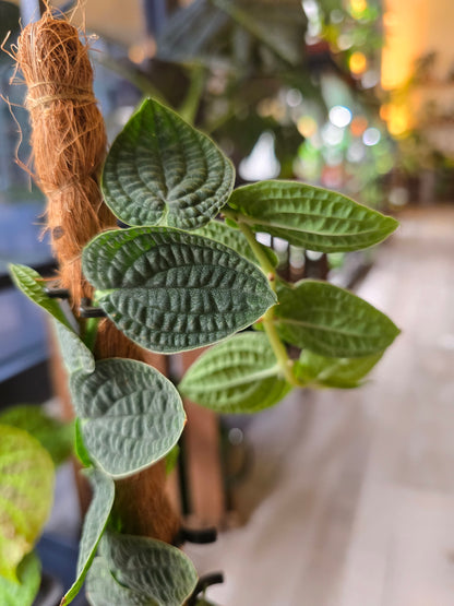 Rhaphidophora tenuis 'Silver'