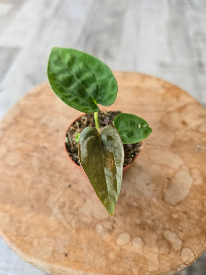 Anthurium Dressleri