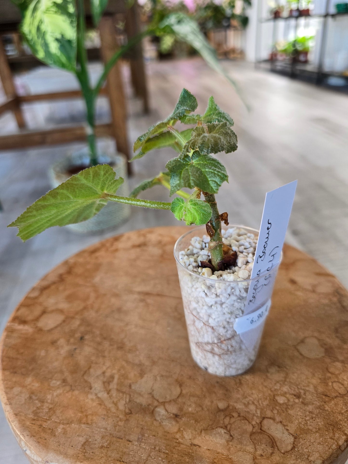 Begonia Boomer (RC4)