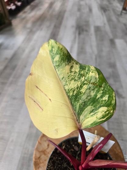 Philodendron Strawberry Shake (3)