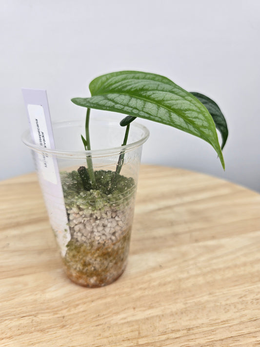 Monstera Siltepecana 'El Salvador' (JP)