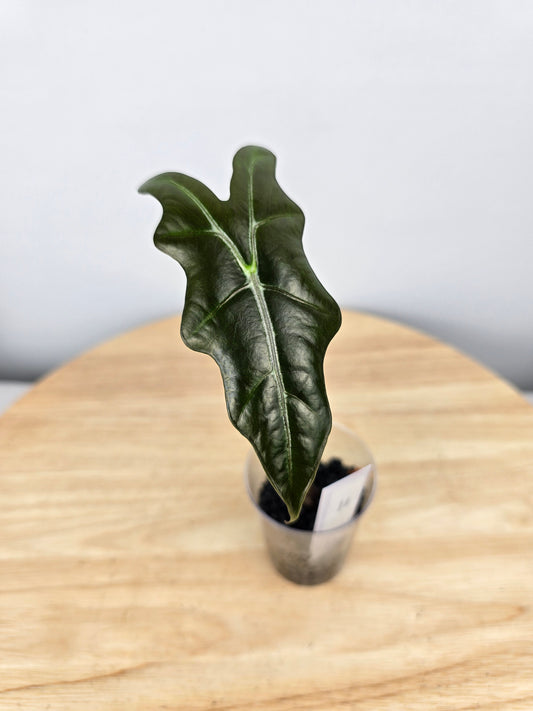 Alocasia Nobilis (JP)