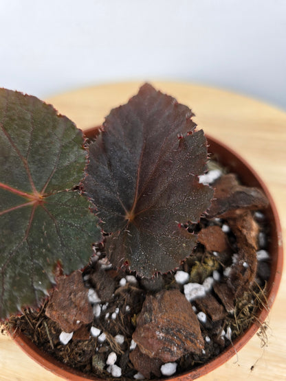 Begonia Taconite (JP)