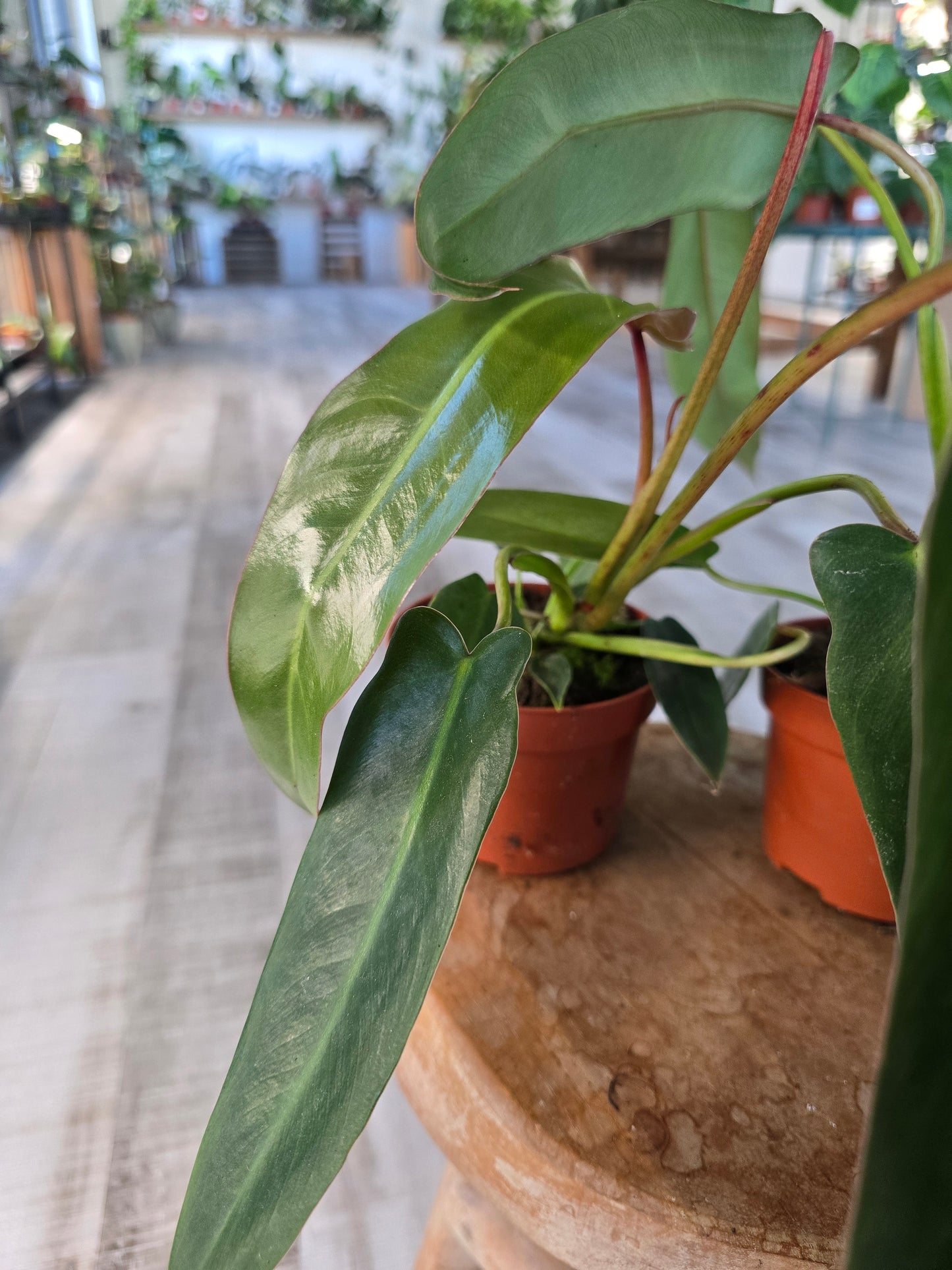 Philodendron spiritus-sancti