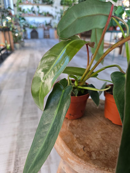 Philodendron spiritus-sancti