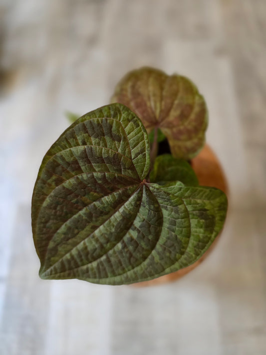 Dioscorea discolor