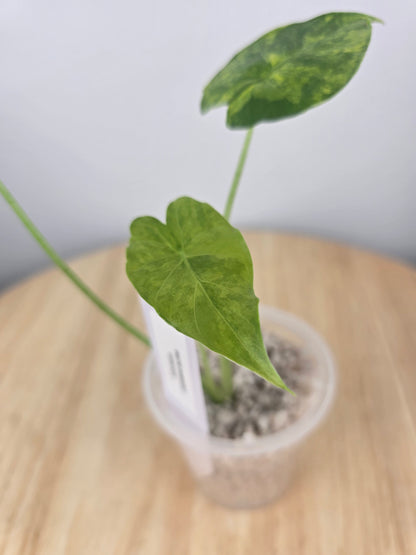 Alocasia gageana aurea (JP)