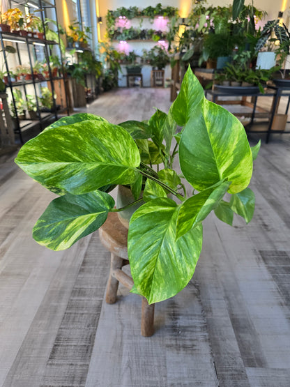 Epipremnum aureum