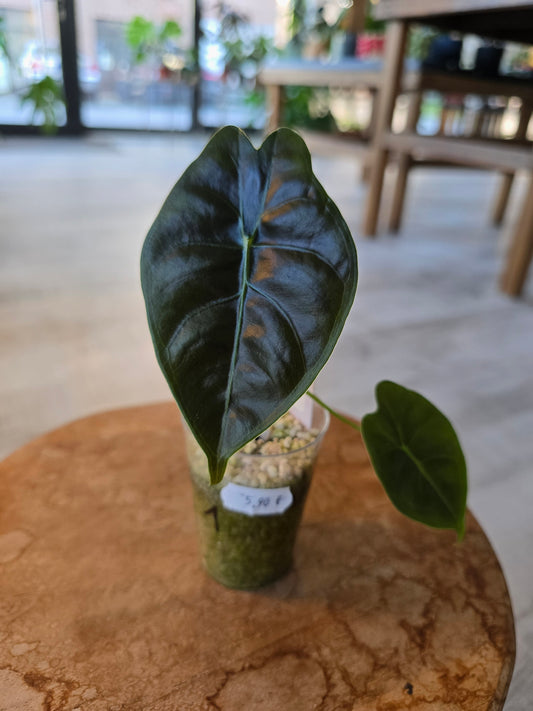 Alocasia Golden Bone (JP)