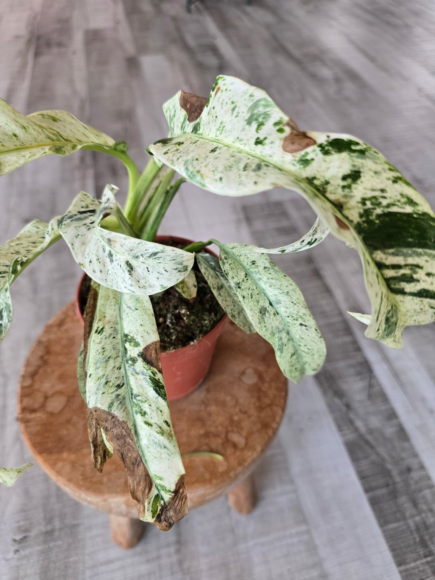 Rhaphidophora puberula variegata (SC2)
