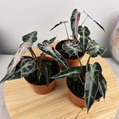 Alocasia Bambino variegata