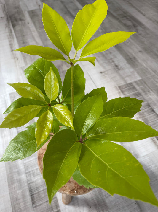 Schefflera Amate Gold