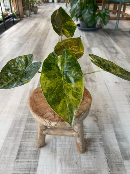 Alocasia wentii 'Aurea'