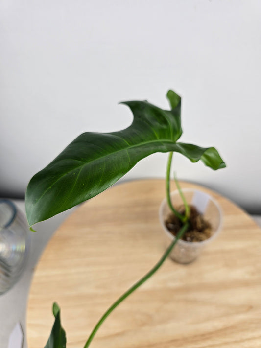 Philodendron Longilobatum Lelano Miyano