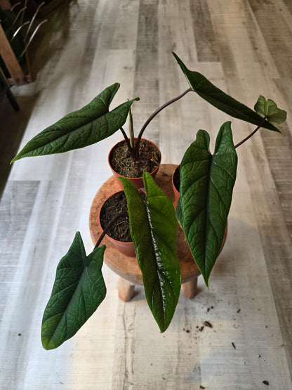 Alocasia Scalprum