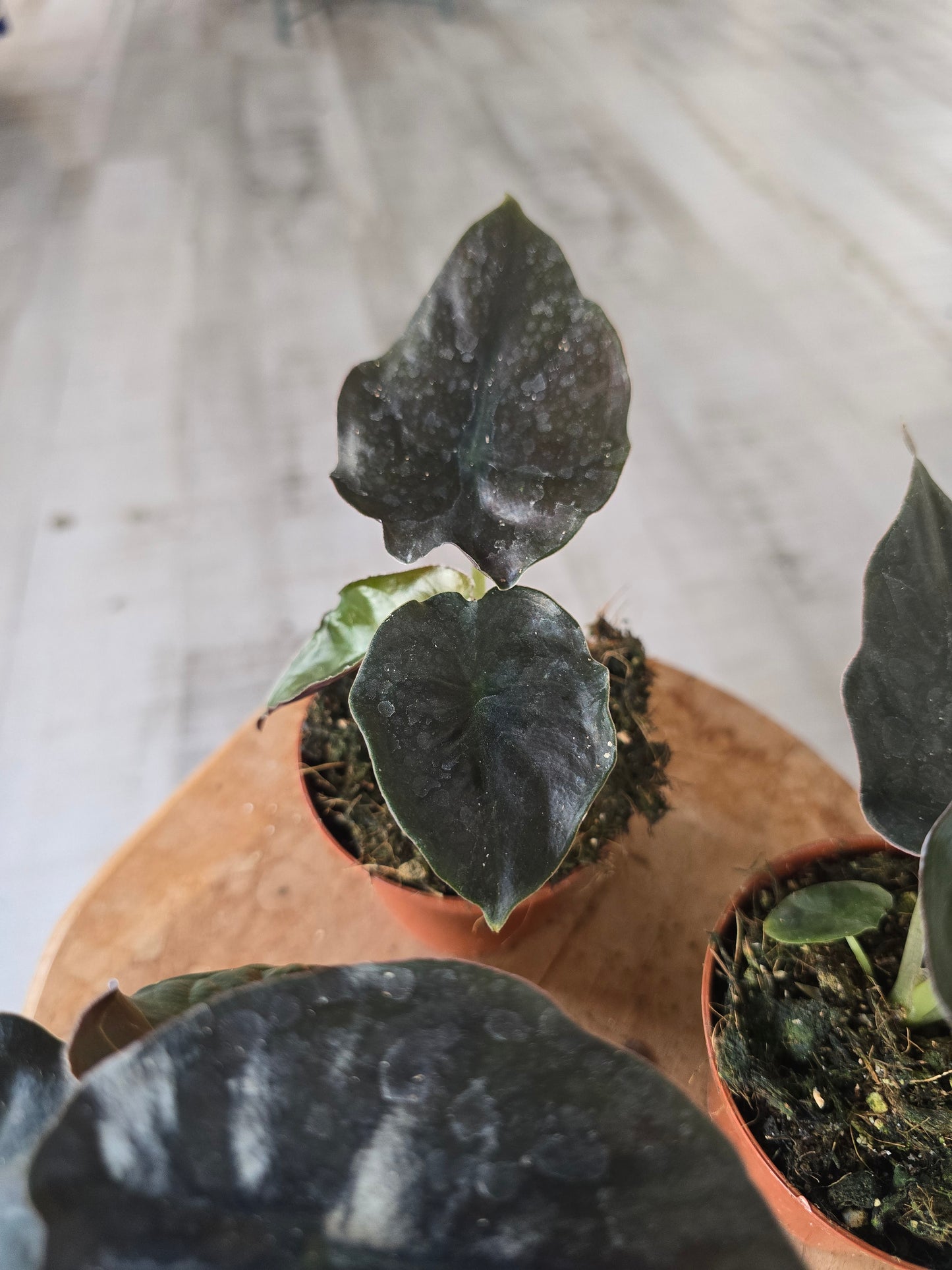 Alocasia infernalis 'Black Magic'