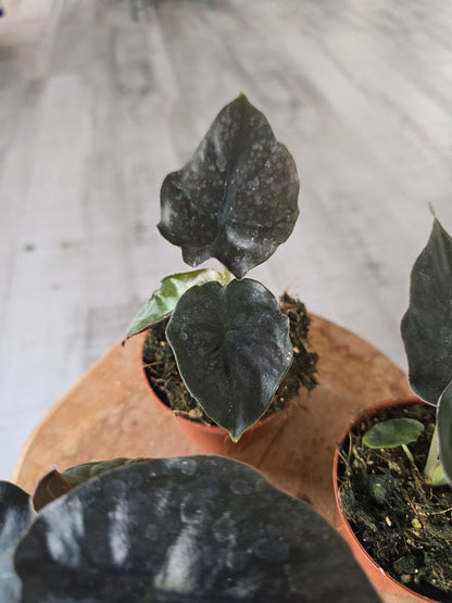 Alocasia infernalis 'Black Magic'