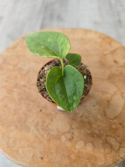 Anthurium Dressleri