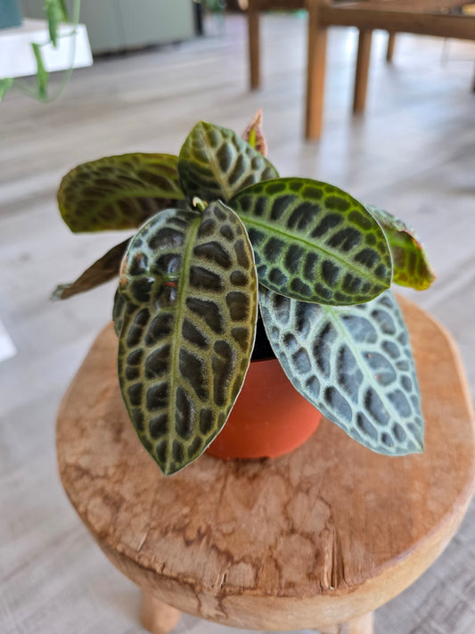Labisia 'Turtle Back'