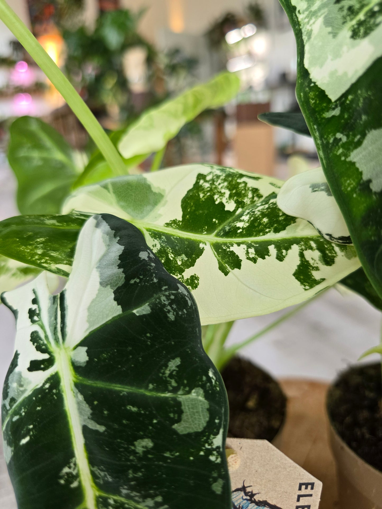 Alocasia Micholitziana 'Frydek variegata'