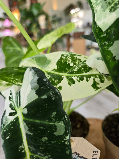Alocasia Micholitziana 'Frydek variegata'