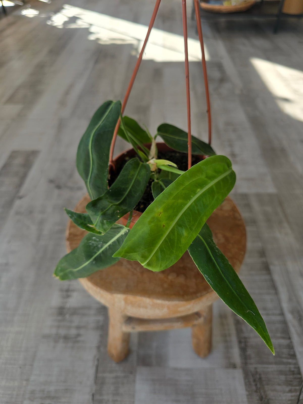 Anthurium pallidiflorum