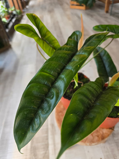 Philodendron Felix