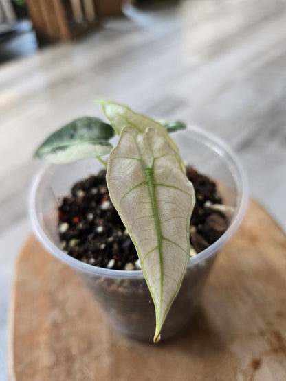 Alocasia Polly Pink Variegata (high variegated P1)