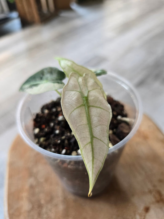 Alocasia Polly pink variegata (high variegated P1)